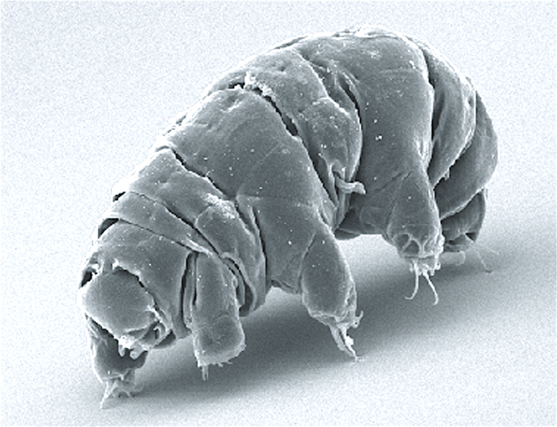 Tardigradum_in_active_state.png